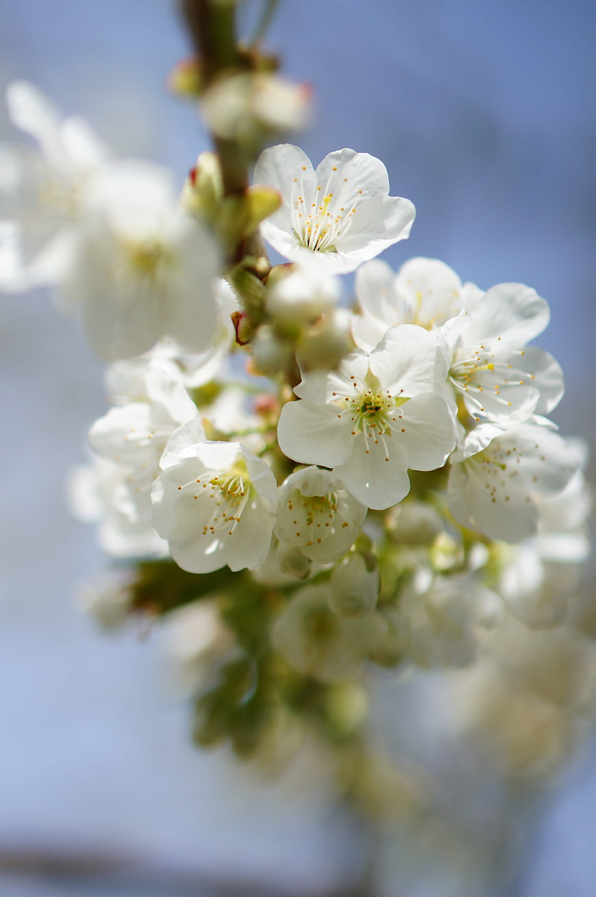 Close-up of white spring blossoms on a tree branch