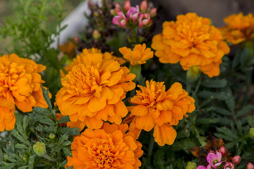 Vibrant Orange Marigold Flowers in Garden