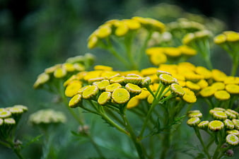 Close-up of yellow tansy flowers in a garden