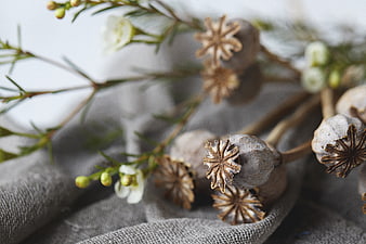 Close-up of dried poppy pods on gray linen fabric