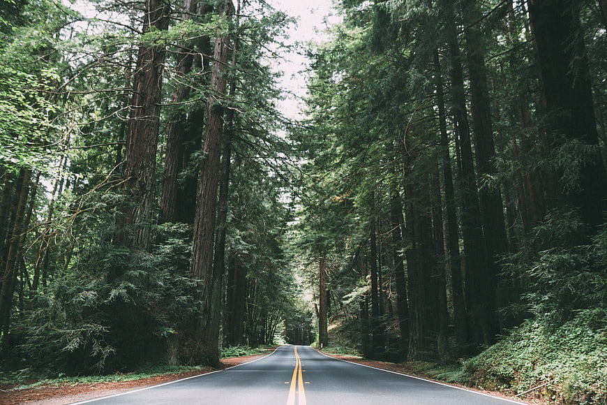 Paved road winding through dense redwood forest