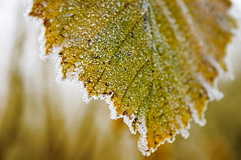 Close-up of frost-covered autumn leaf edge