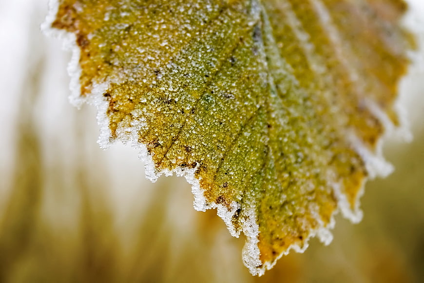Close-up of frost-covered autumn leaf edge