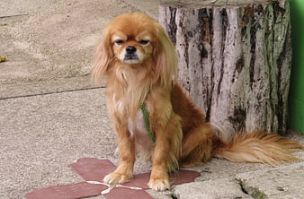 Cute long-haired dog sitting on pavement near tree stump