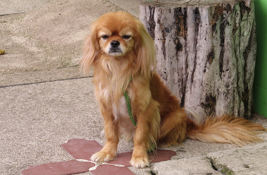 Cute long-haired dog sitting on pavement near tree stump