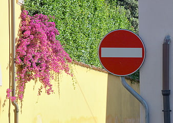 No Entry Sign Against Yellow Wall with Pink Bougainvillea
