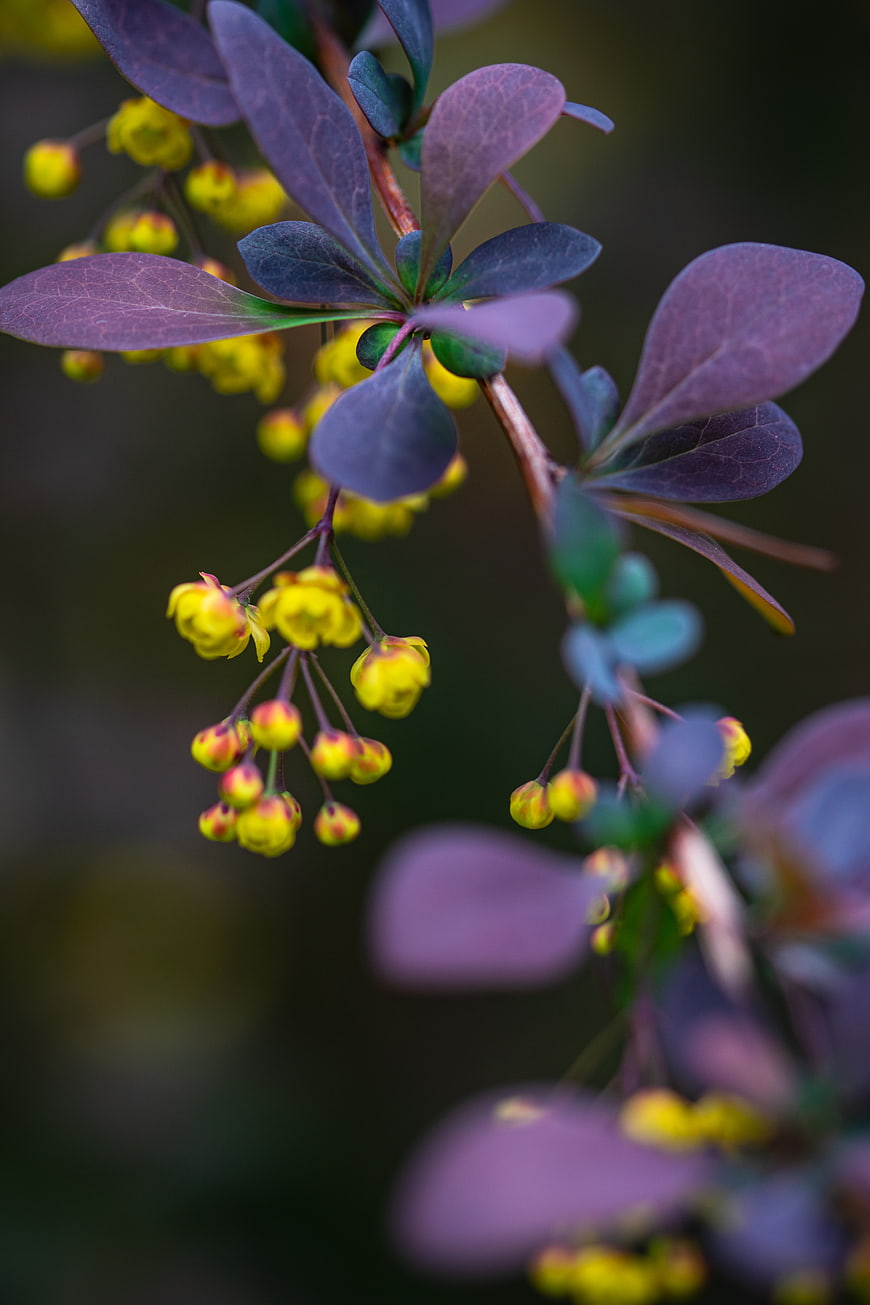 Close-up of yellow barberry flowers and purple leaves