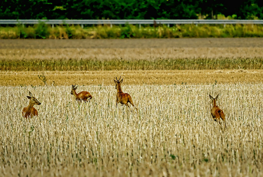 Deer herd standing in harvested grain field near rural road