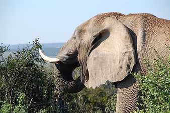 African Elephant Profile in Natural Bush Habitat
