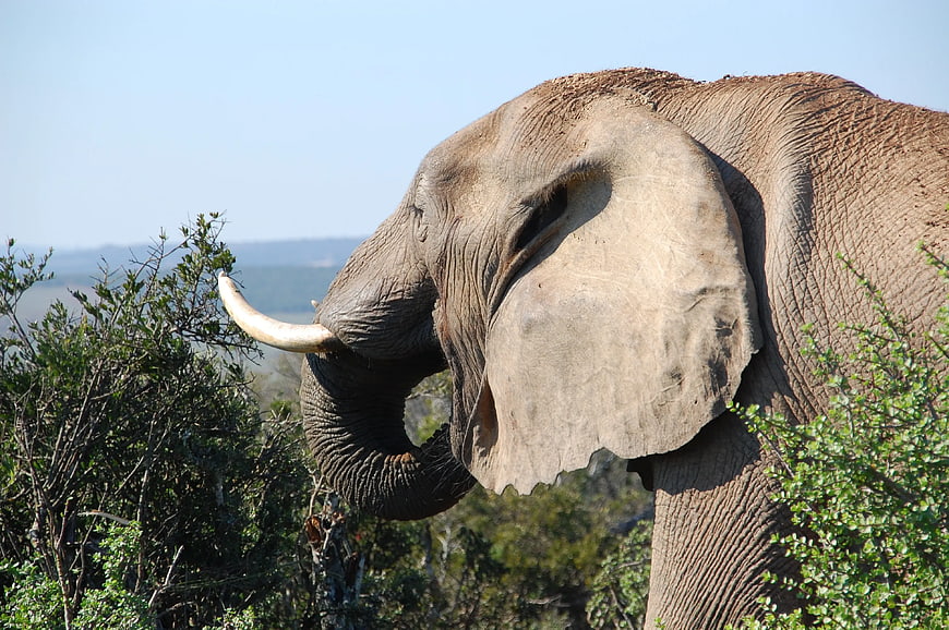 African Elephant Profile in Natural Bush Habitat