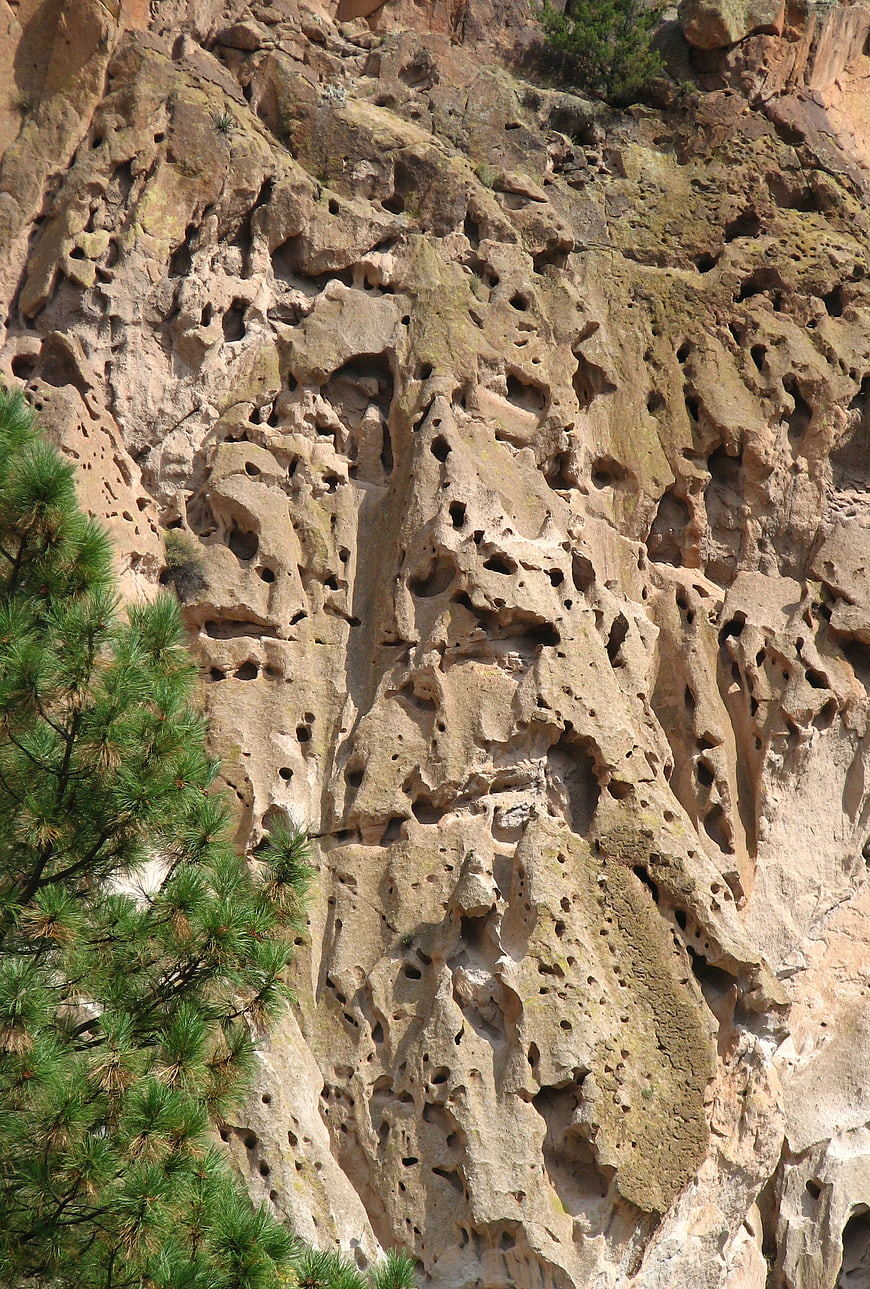 Close-up of textured sandstone cliff with erosion holes and pine tree