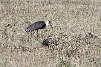 Woolly-necked Storks Foraging in Dry Grassland