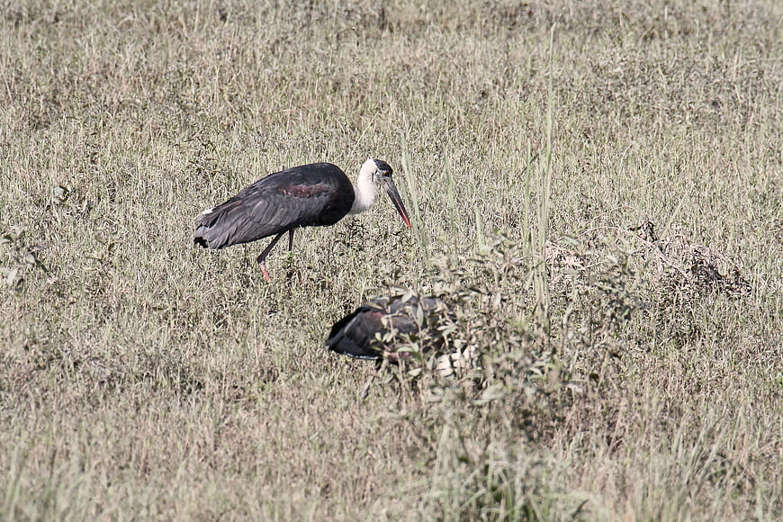Woolly-necked Storks Foraging in Dry Grassland