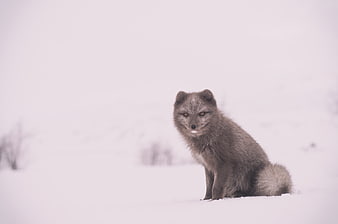 Arctic Fox Sitting in Snowy Winter Landscape