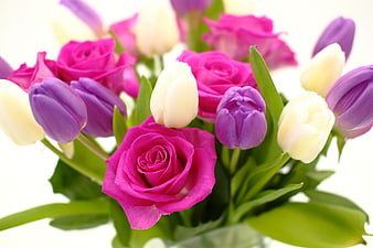Vibrant pink roses and purple tulips bouquet on white background