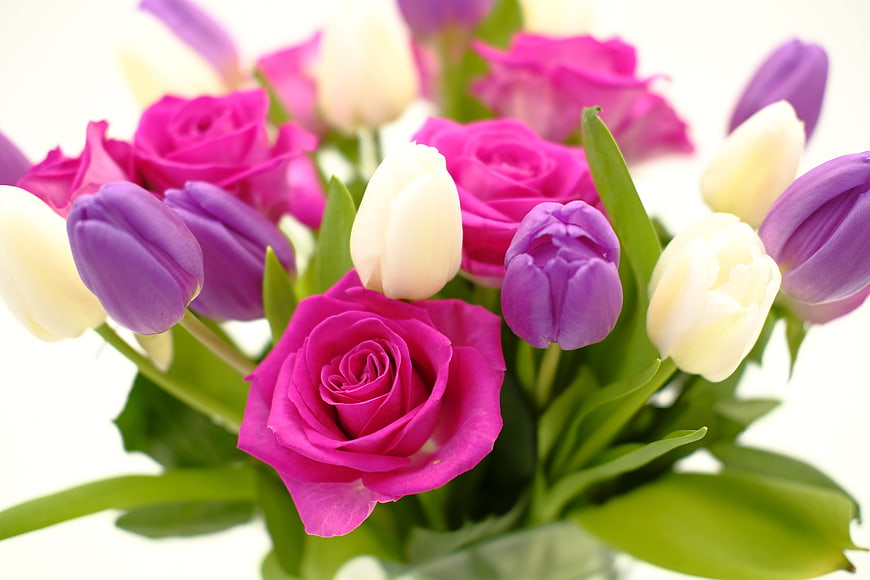 Vibrant pink roses and purple tulips bouquet on white background