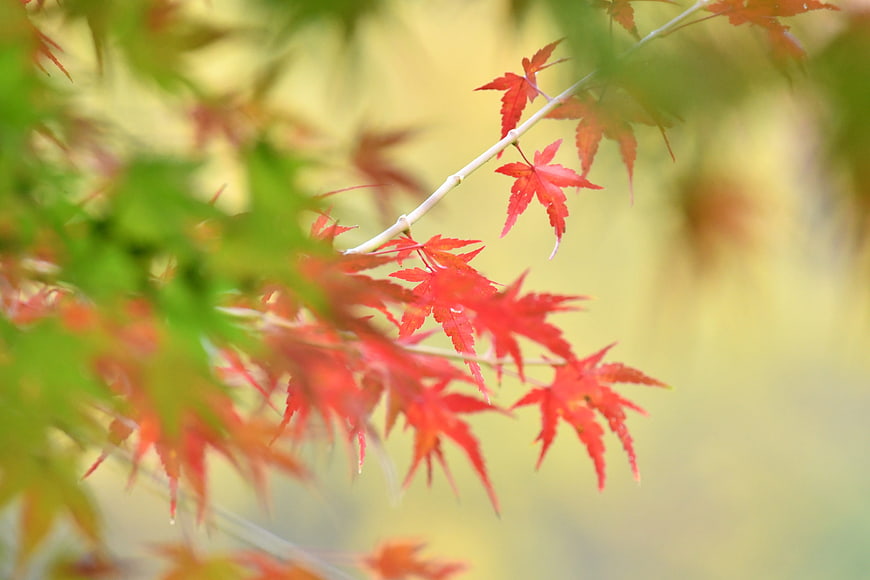 Vibrant red maple leaves on a branch with blurred green background