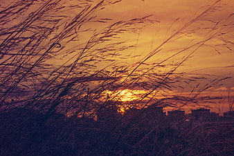 Silhouette of tall grass against a vibrant orange sunset sky