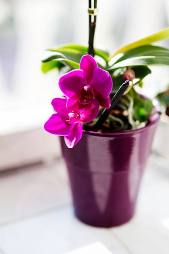 Vibrant pink orchid in a purple pot on a windowsill