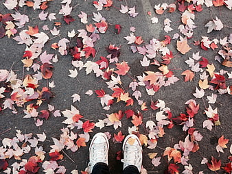 White Sneakers Standing on Autumn Leaves