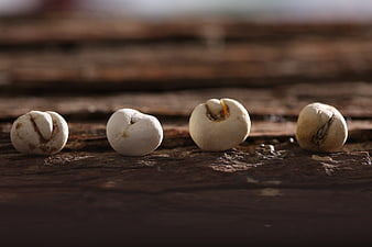 Four sprouting seeds on rustic dark wooden surface