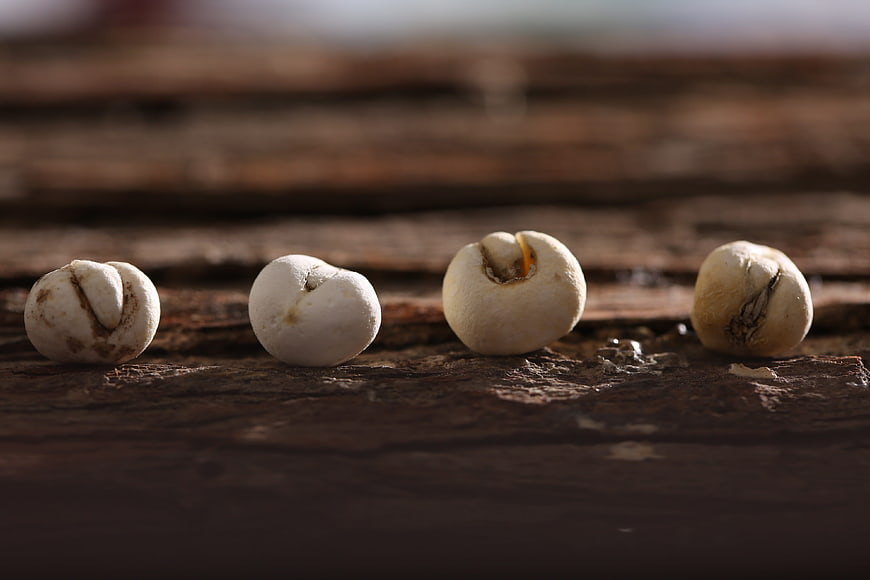 Four sprouting seeds on rustic dark wooden surface