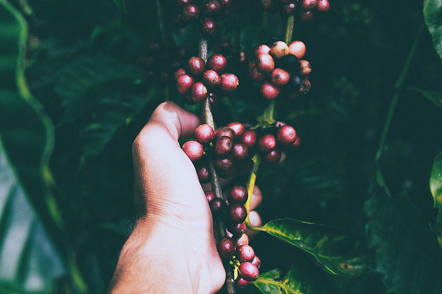 Hand Harvesting Red Coffee Cherries on Branch