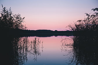 Serene Lake Sunset with Reeds and Pink Sky Reflection
