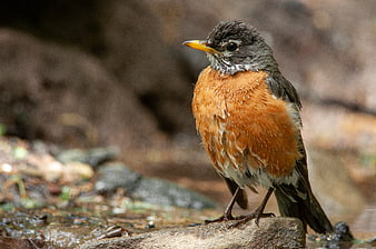 Close-up of an American Robin Standing on a Wet Rock