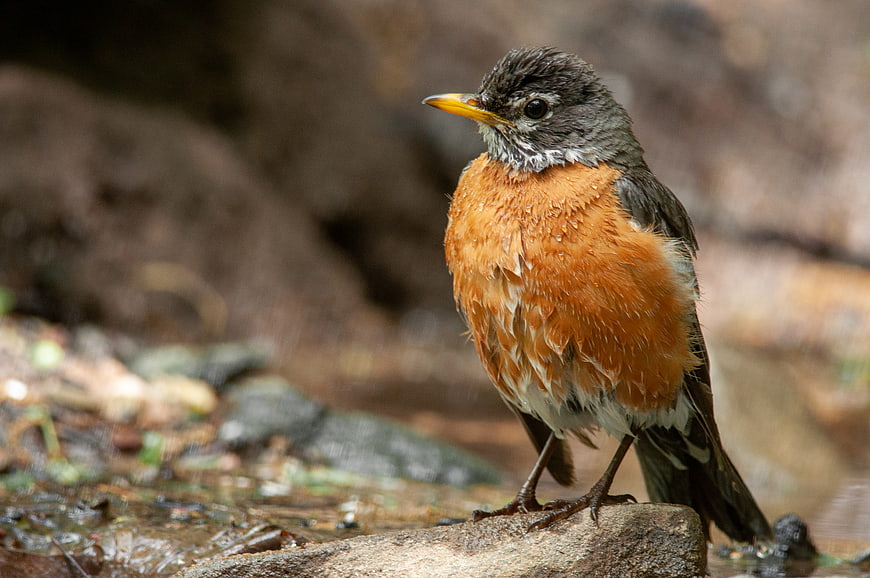 Close-up of an American Robin Standing on a Wet Rock