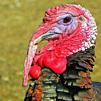 Close-up portrait of a male turkey head with red wattle