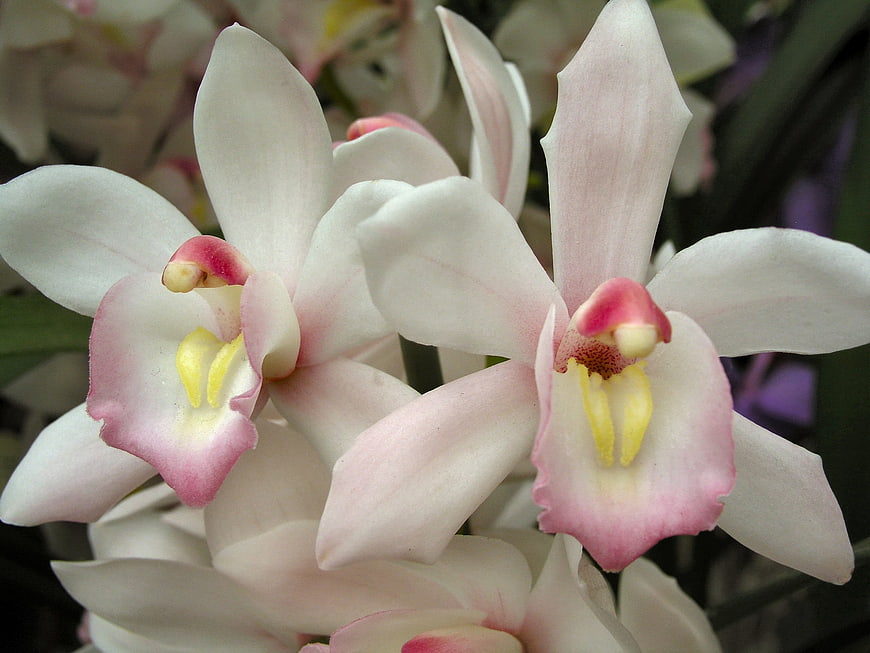 Close-up of delicate pink and white orchid flowers