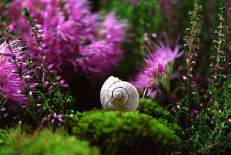 Close-up of a snail shell on moss with purple heather