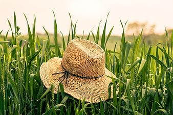 Straw hat resting in green wheat field