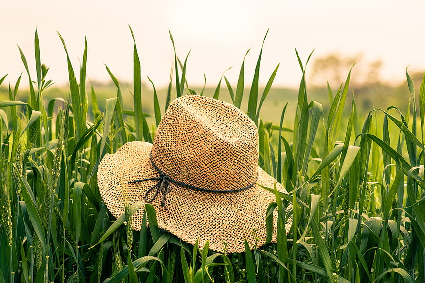 Straw hat resting in green wheat field