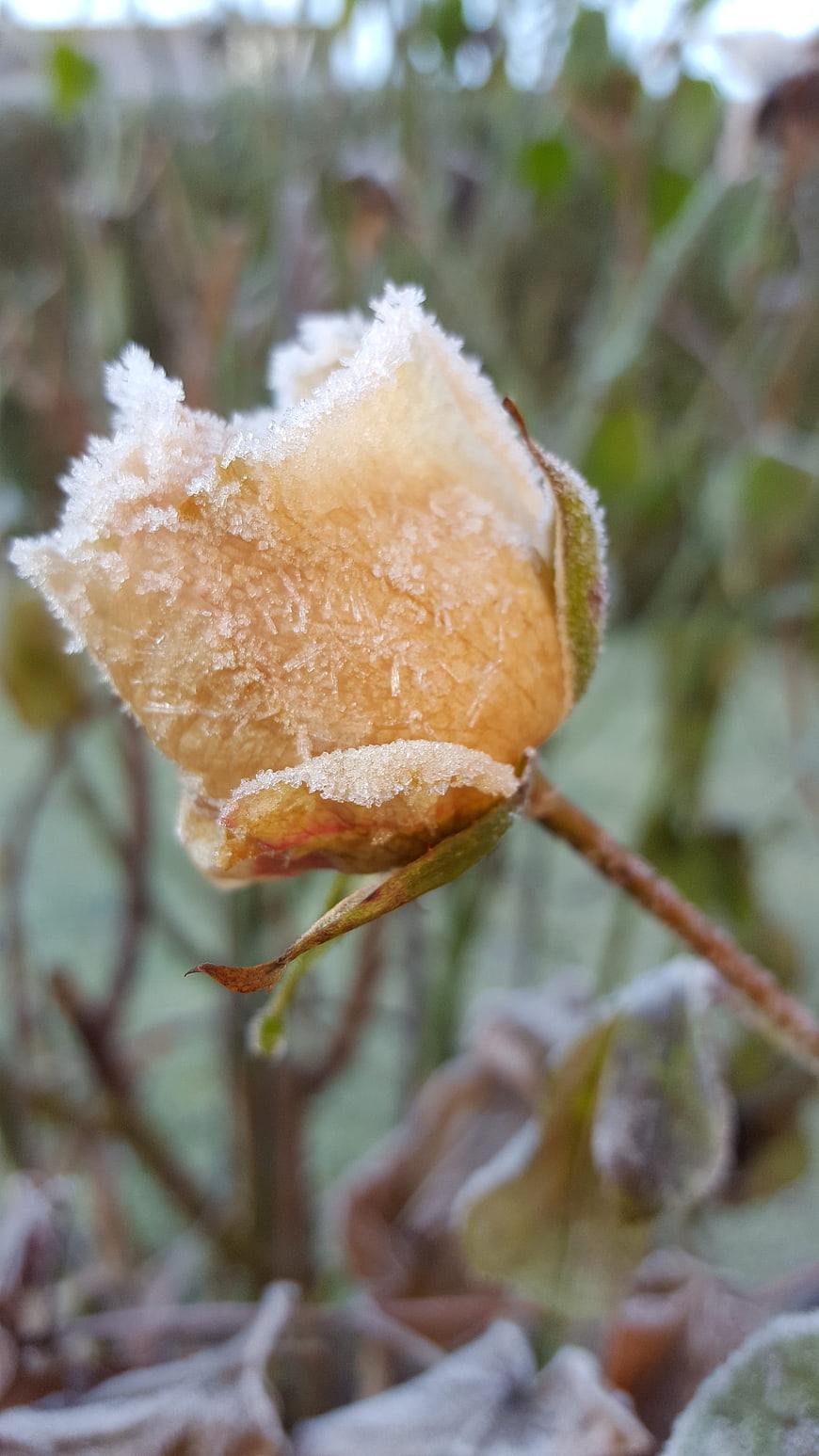 Frost-covered flower bud close-up in winter garden