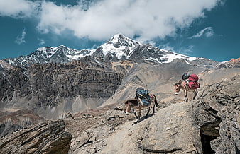 Pack Mules Transporting Cargo on Rocky Himalayan Trail