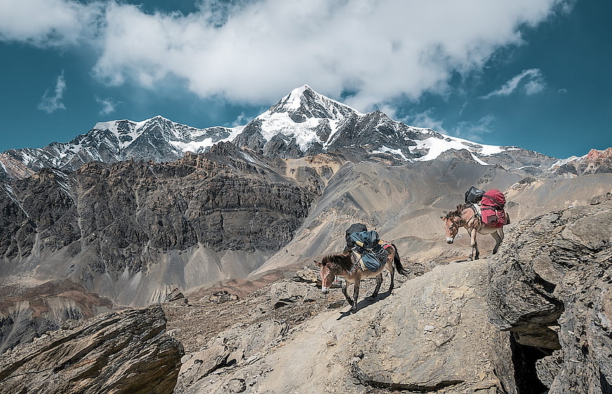 Pack Mules Transporting Cargo on Rocky Himalayan Trail
