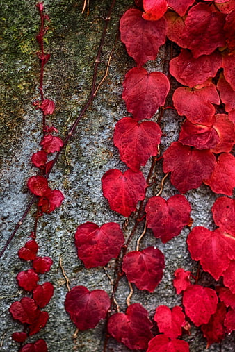 Vibrant red autumn ivy leaves on textured stone wall