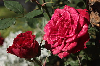 Vibrant Red Rose Bloom and Bud in Sunlight
