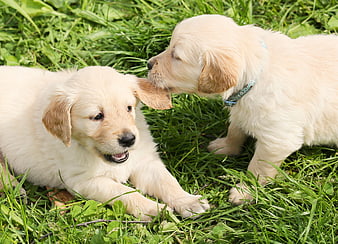 Two Golden Retriever Puppies Playing in Green Grass