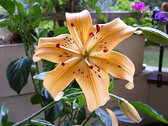 Close-up of a blooming orange lily flower on a balcony