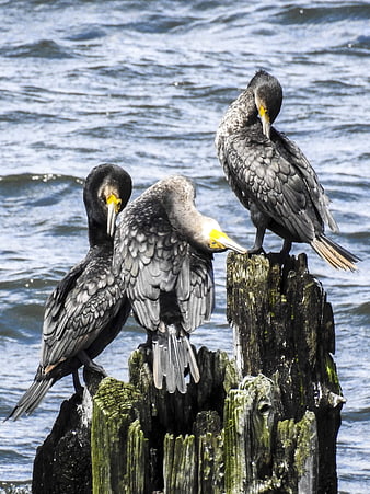 Three cormorants perched on weathered wooden pilings in water