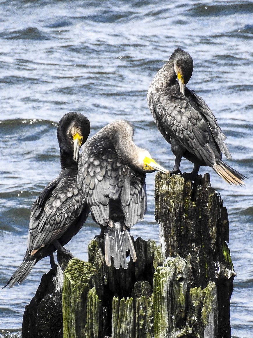 Three cormorants perched on weathered wooden pilings in water