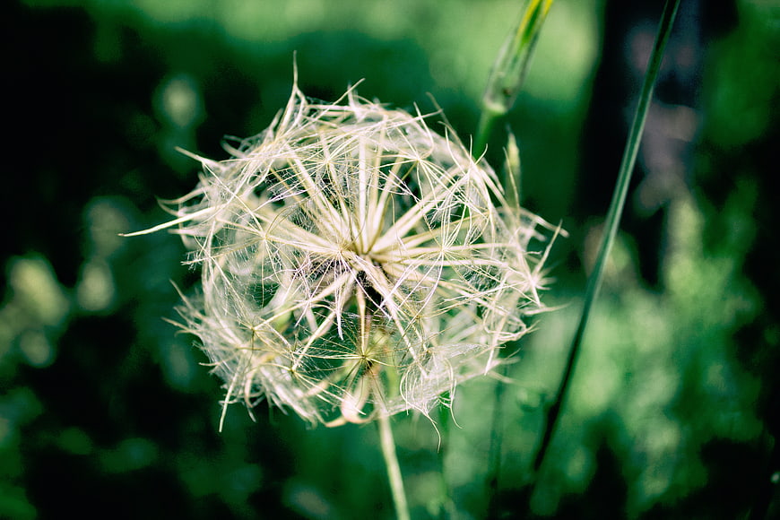 Close-up of a delicate dandelion seed head in nature