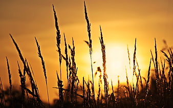 Silhouette of tall grasses against a bright golden sunset sky