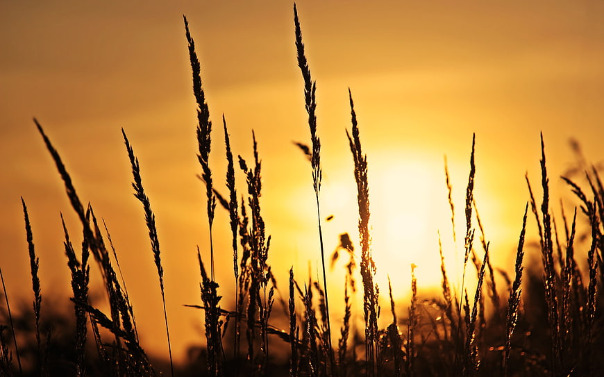 Silhouette of tall grasses against a bright golden sunset sky