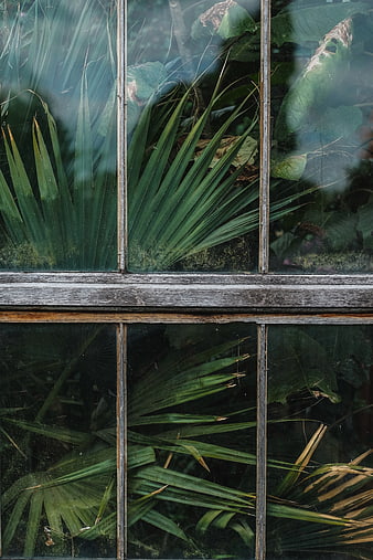 Vintage wooden window frame with lush green tropical plants