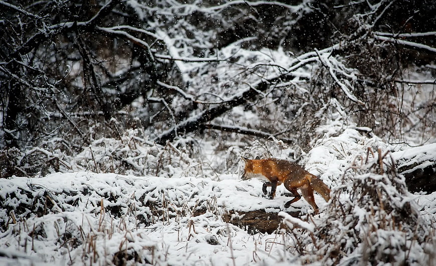 Red Fox Walking Through Snowy Winter Forest