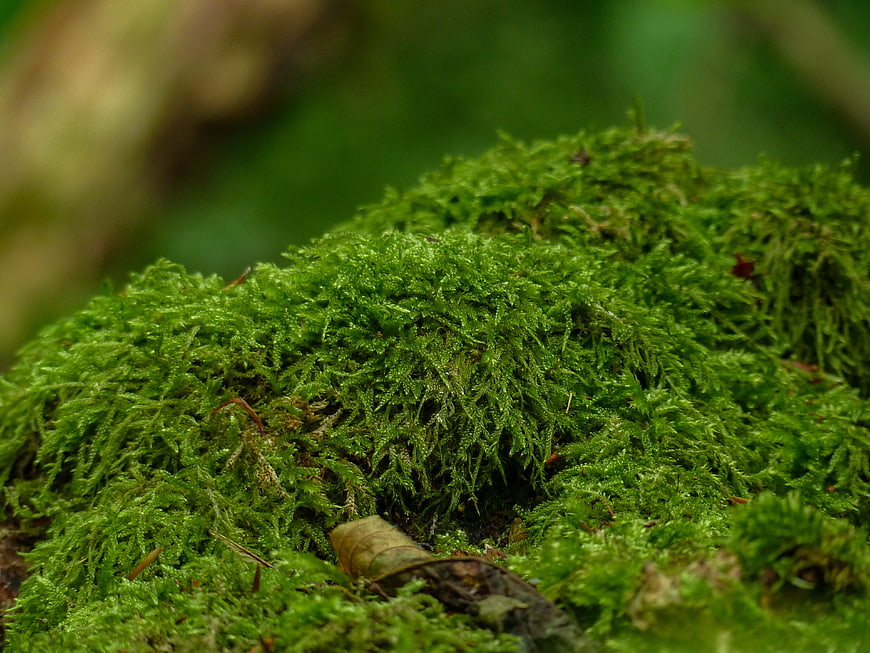 Close-up of vibrant green moss in a forest
